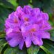 Rhododendron 'Grandiflorum' 3866 фото 2