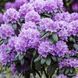 Rhododendron 'Grandiflorum' 3866 фото 1
