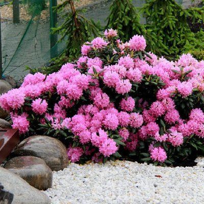 Rhododendron 'Roseum Elegans' 3867 фото