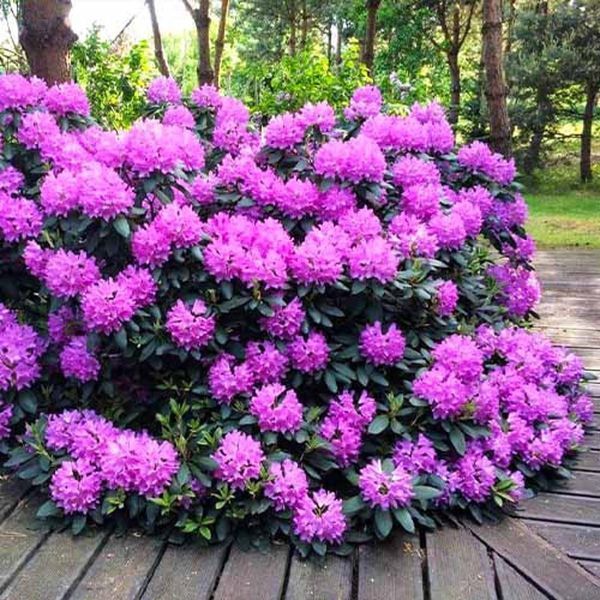 Rhododendron 'Roseum Elegans' 3867 фото