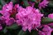 Rhododendron 'Roseum Elegans' 3867 фото 2
