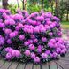 Rhododendron 'Roseum Elegans' 3867 фото 3