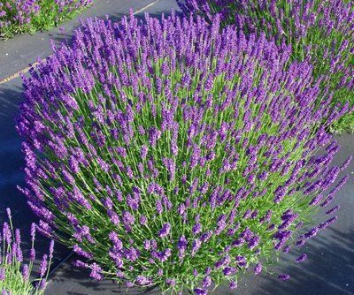 Лаванда вузьколиста Hidcote Blue 1397 фото