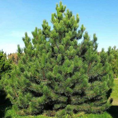 Сосна звичайна Pinus sylvestris 3758 фото