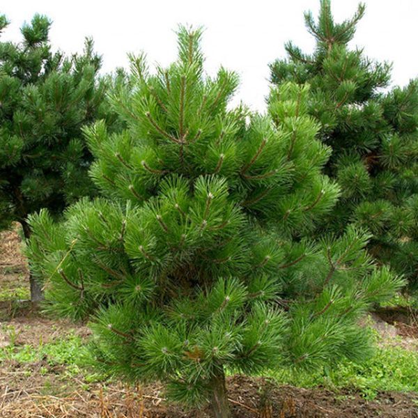Сосна звичайна Pinus sylvestris 3758 фото