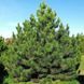 Сосна звичайна Pinus sylvestris 3758 фото 1
