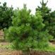 Сосна звичайна Pinus sylvestris 3758 фото 2