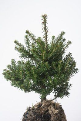 Ялиця корейська Cis 1239 фото