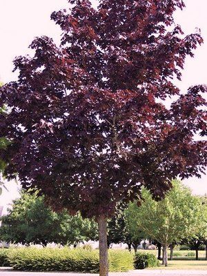 Клен гостролистий Purple Globe 417 фото