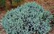 Ялівець лускатий Tropical Blue 3258 фото 1