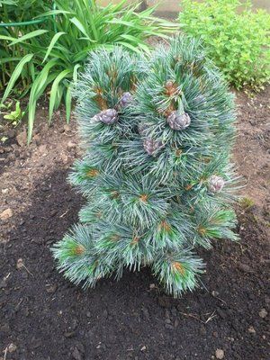Сосна кедрова Glauca 3359 фото