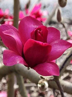 Магнолія Pink Pyramid 4093 фото