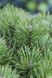 Сосна звичайна Glauca 761 фото 2