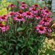Echinacea p. 'Magnus' 3870 фото 2