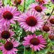 Echinacea p. 'Magnus' 3870 фото 1