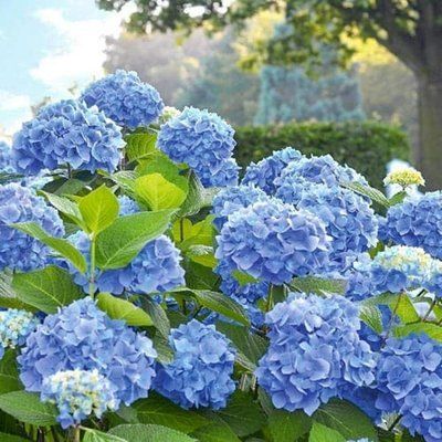Гортензія крупнолиста Blu 3368 фото