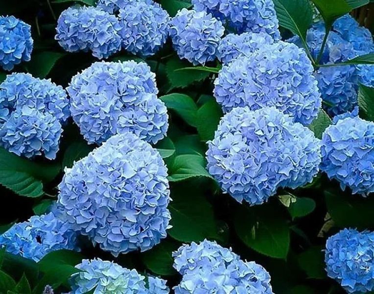 Гортензія крупнолиста Blu 3368 фото