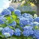 Гортензія крупнолиста Blu 3368 фото 1