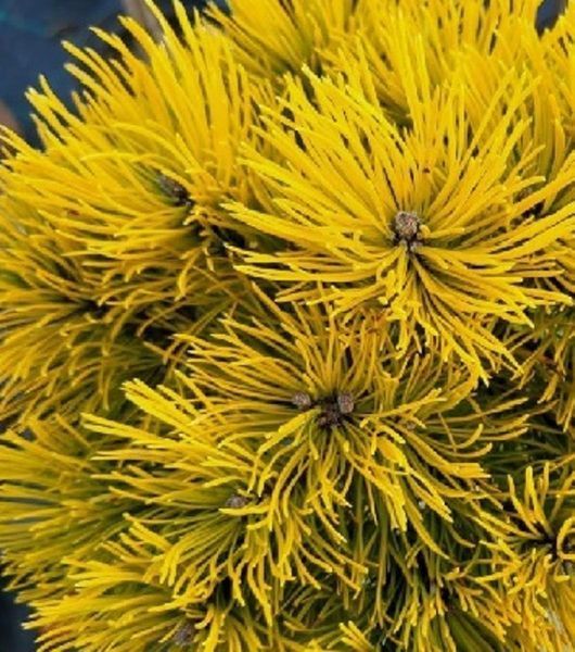Сосна гірська Nana Balcanica Aurea 3265 фото