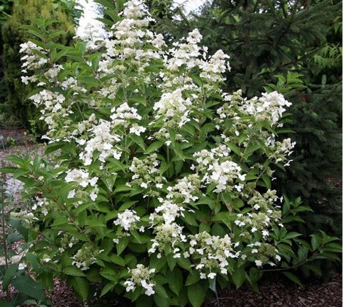 Гортензія волотиста Prim White 3909 фото
