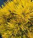 Сосна гірська Nana Balcanica Aurea 3265 фото 4