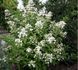 Гортензія волотиста Prim White 3909 фото 2
