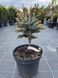 Ялина ситхінська Rom 3778 фото 1
