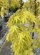 Клен пальмолистий Cascade Gold 3394 фото 2