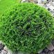 Туя західна Green Bubble 3269 фото 1