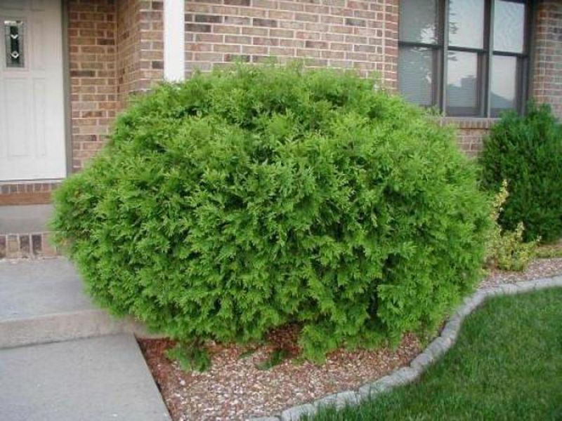 Туя західна Green Bubble 3269 фото