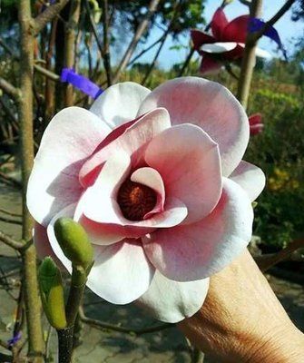 Магнолія Venus 4116 фото