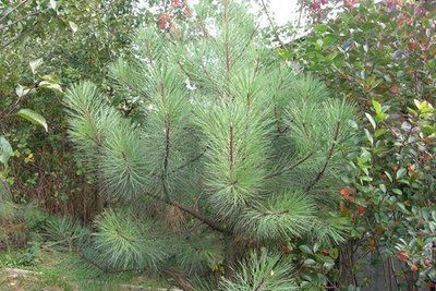 Сосна жовта (Pinus ponderosa) ком 130-140 см 750 фото