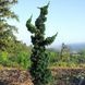 Кипарисовик Лавсона Wissel's Saguaro 3685 фото 2