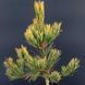 Сосна кедрова Aureovariegata 786 фото 1