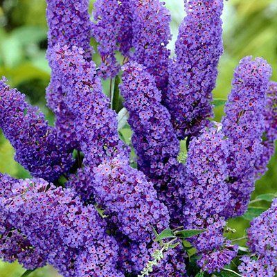 Будлея Nanho Blue 104 фото