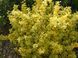 Бересклет японський Aurea 3409 фото 1