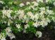 Азалія великоквіткова Schneegold C10 60 см 3097 фото 2