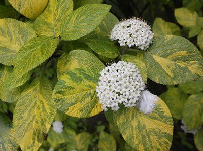 Калина гордовина Aureovariegata 320 фото
