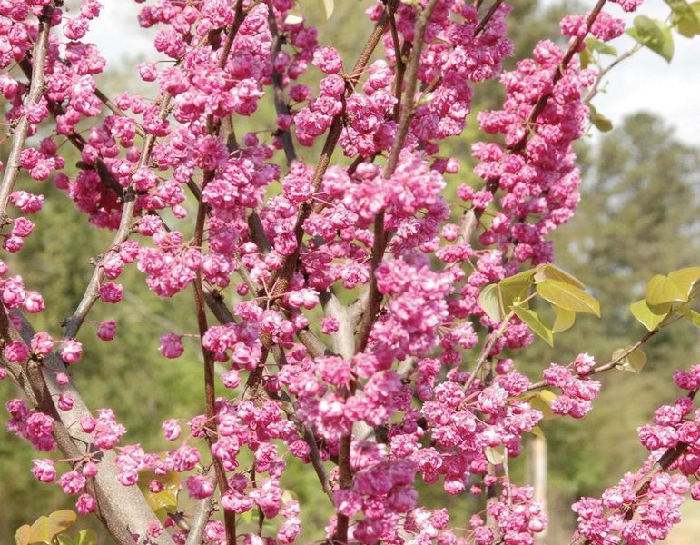 Церцис канадський Pink Pom Poms 3668 фото