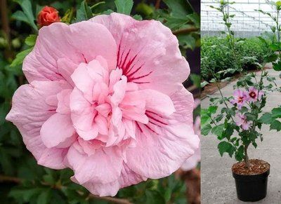 Гібіскус сирійський Pink Chiffon 1653 фото